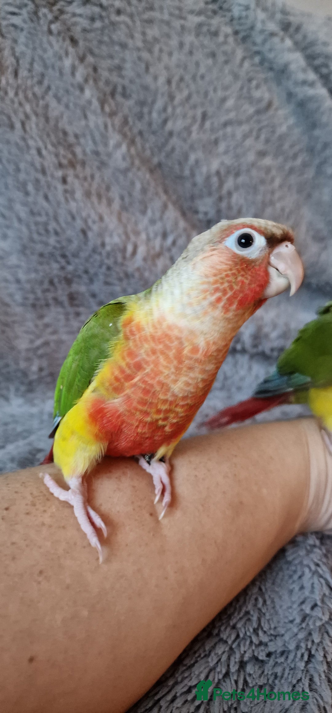 Conures birds for sale: Beautiful fully hand reared conure baby's  - Advert 22