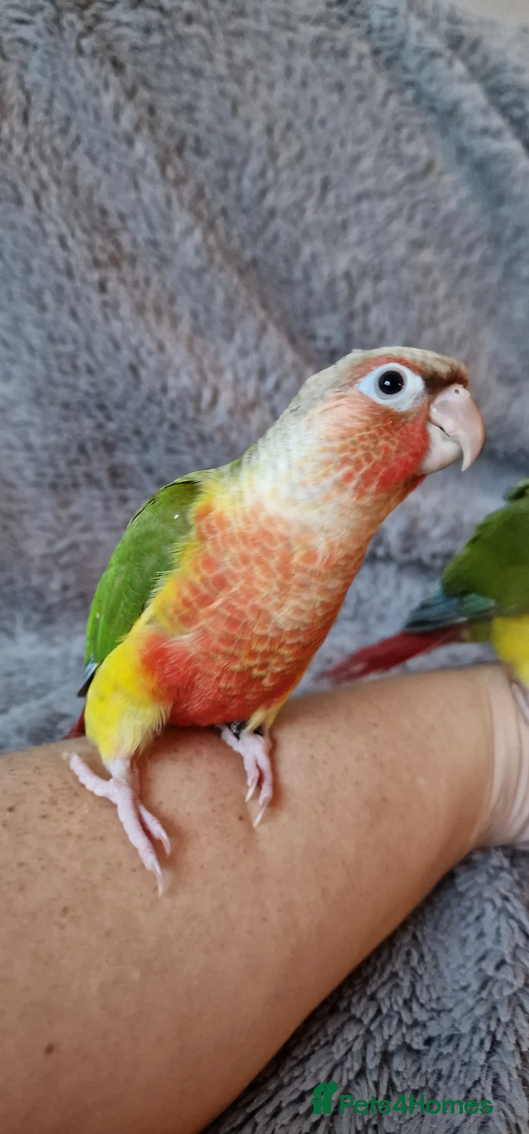 Conures birds for sale: Beautiful fully hand reared conure baby's  - Advert 31
