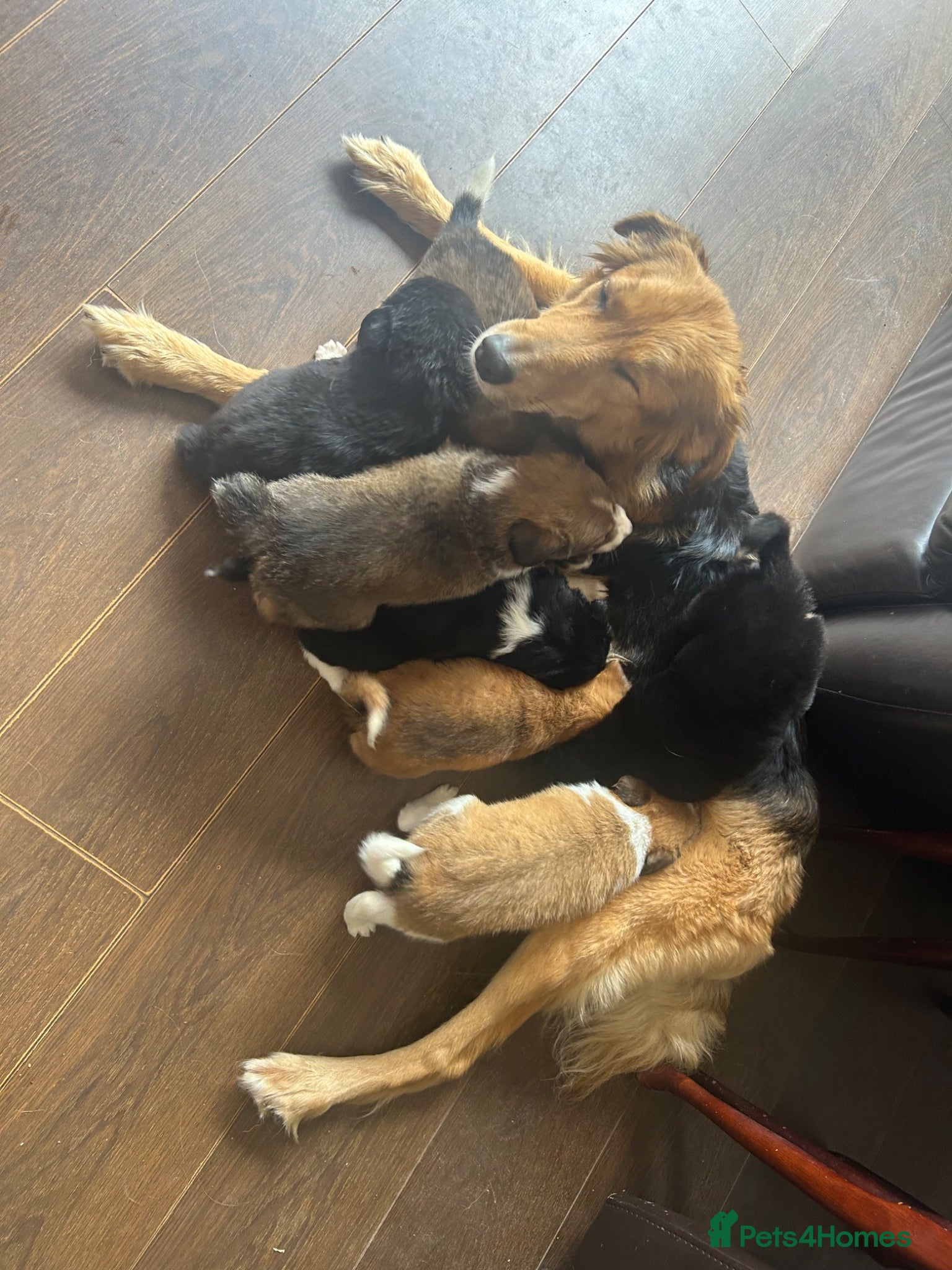 Mixed Breed dogs 7 collie puppies - Advert 2