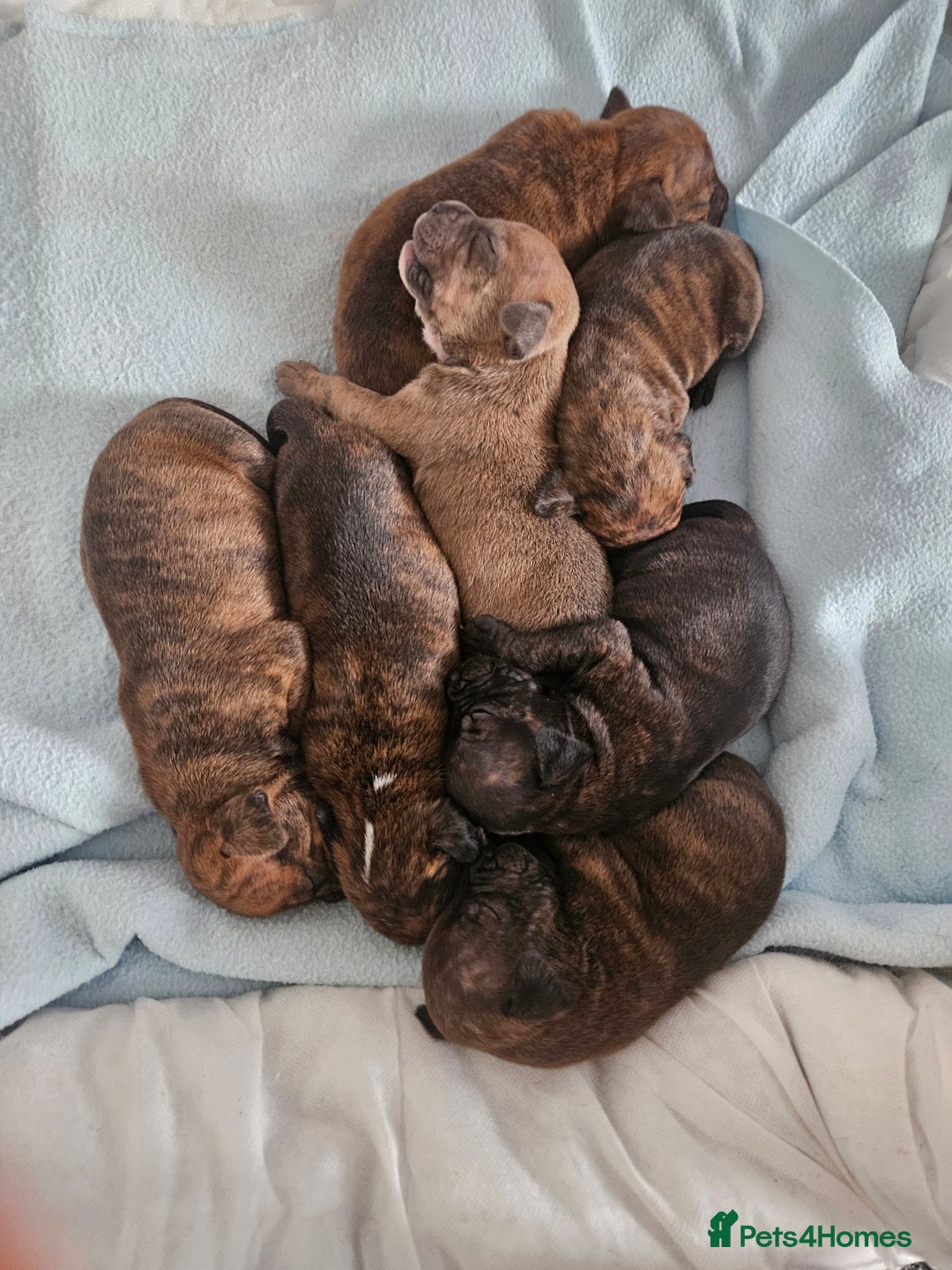 Staffordshire Bull Terrier dogs for sale: 🐶  STAFFY PUPPYS 🐶  - Image 1