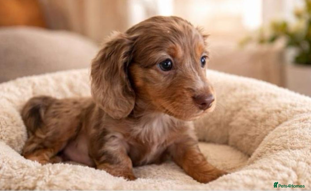 Miniature Dachshund dogs Kc reg Long hair miniature dachshund puppies  - Advert 3