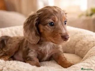 Miniature Dachshund dogs Kc reg Long hair miniature dachshund puppies - Advert 3