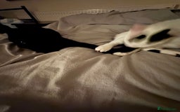 Domestic Shorthair cats for sale: two adorable black kittens ready for collection - Image 8