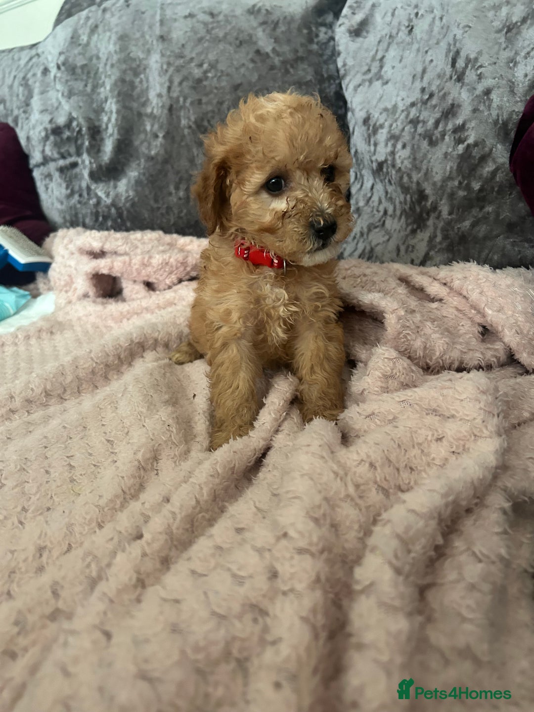 Cavapoo dogs for sale: Girl cavapoo - Advert 1