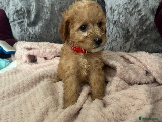 Cavapoo dogs Girl cavapoo - Advert 1