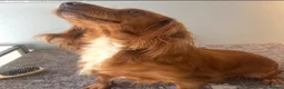 Cocker Spaniel dogs for sale: Cocker spaniel puppies - Advert 4