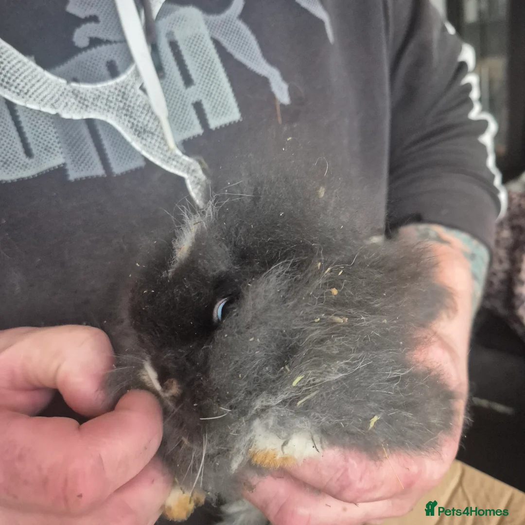 Mini Lion Lop rabbits for sale: Mini lop lion - Advert 2