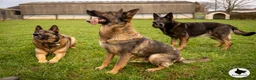 German Shepherd dogs for sale: Czech pedigree puppies from health tested parents in Hinckley - Advert 4