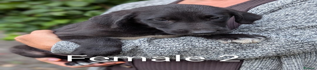 Irish Wolfhound Puppy 4