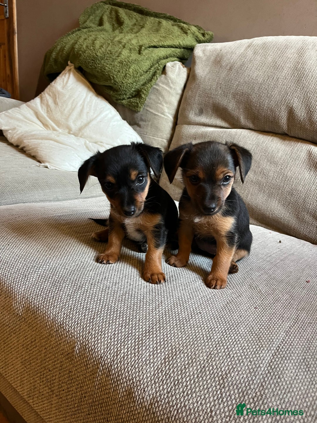 Jack Russell dogs for sale: Jack Russell puppies for sale - Advert 11