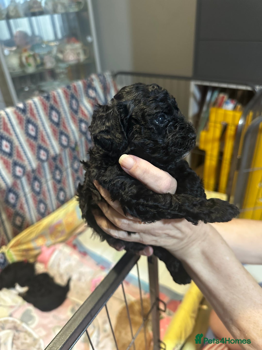 Yorkiepoo dogs for sale: Yorkiepoo puppies for sale - Image 10
