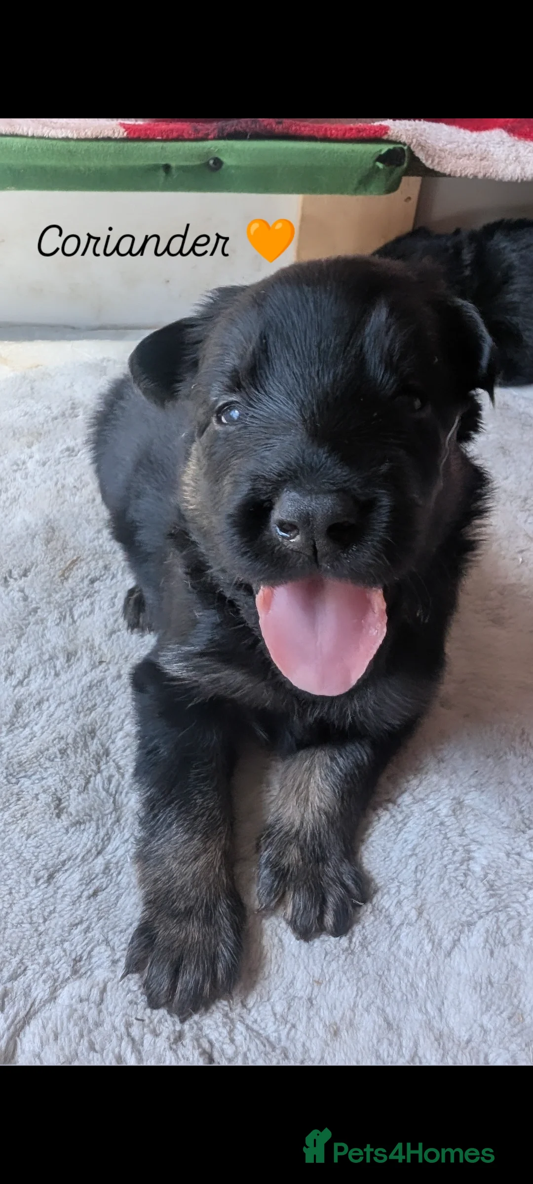 German Shepherd dogs for sale: 11 Beautiful German Shepherd Pups - Advert 2