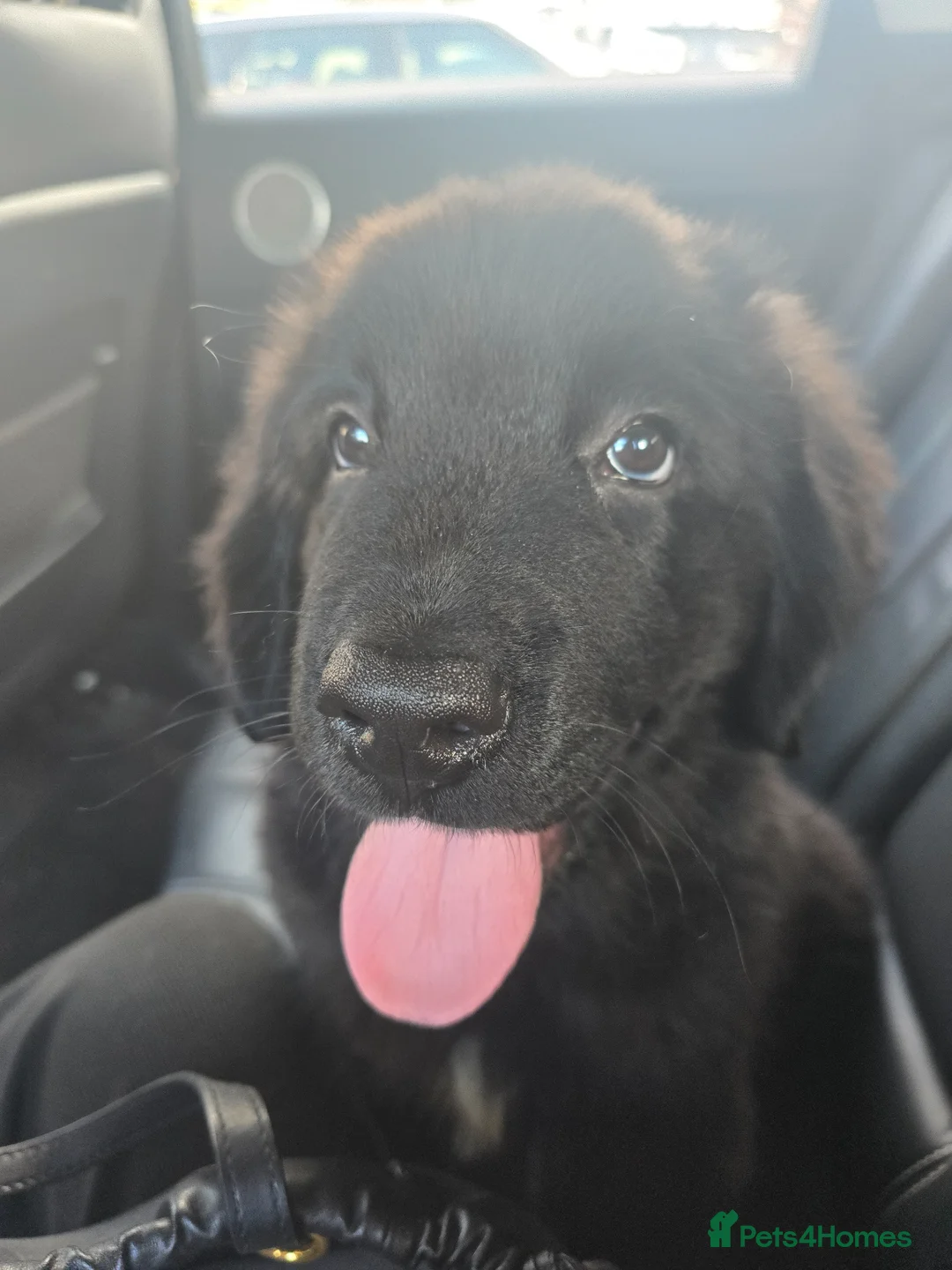 Newfoundland dogs for sale: 1 girl left  - Advert 2