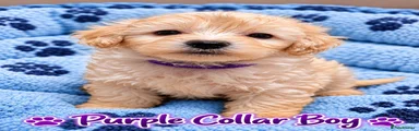 Purple collar