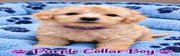 Poochon dogs for sale: 🐶 Poochon Toy Puppies Looking for Their Homes ❤️ in Caerphilly - Advert 7