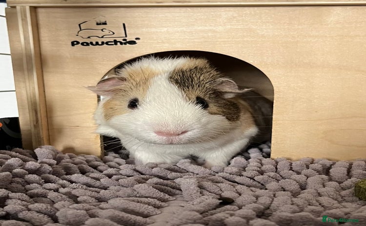 Guinea Pig rodents - Advert 17