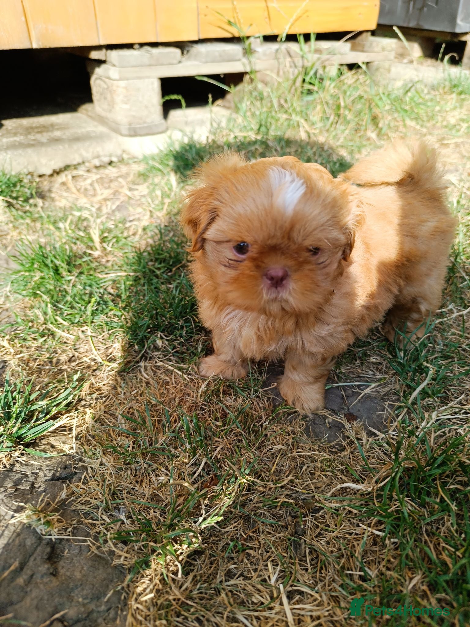 Shih Tzu dogs Imperial shih tzus - Advert 6