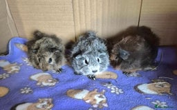 Guinea Pig rodents for sale: Baby Californian Guinea Pigs - Image 3