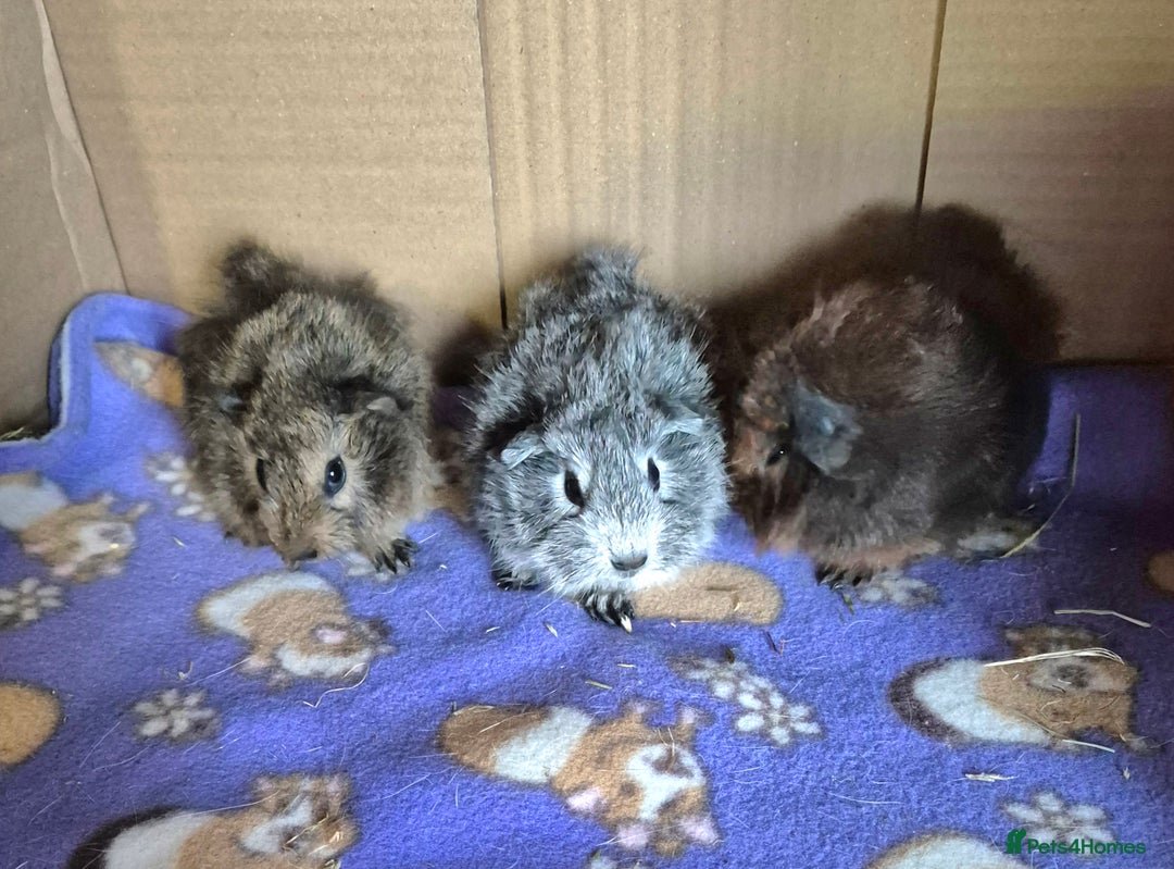 Guinea Pig rodents for sale: Baby Californian Guinea Pigs - Image 3