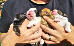 Shih Tzu dogs for sale: 💕🐶💕 STUNNING SHIH TZU 💕🐶💕 - Image 4