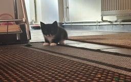 Scottish Fold cats for sale: Scottish fold straight (mix) - Image 3