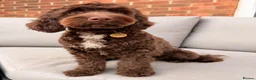 Cockapoo dogs for sale: Merle and Chocolate F1b Cockapoos Due Sept’ - Advert 22