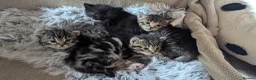 Mixed Breed cats for sale: Beautiful kittens, mixed Breed. - Advert 4