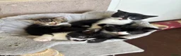 Mixed Breed cats for sale: 2 male kittens for sale in Alfreton - Advert 2