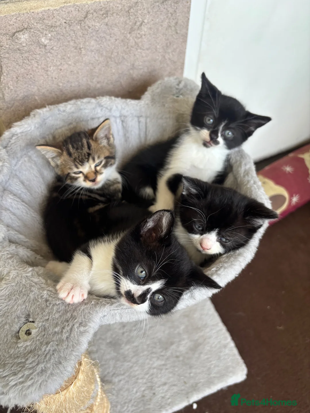 Mixed Breed cats for sale: 2 male kittens for sale in Alfreton - Advert 2