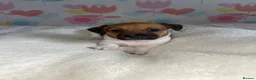 Jack Russell dogs for sale: Stunning short legged Jack Russell puppies - Advert 14