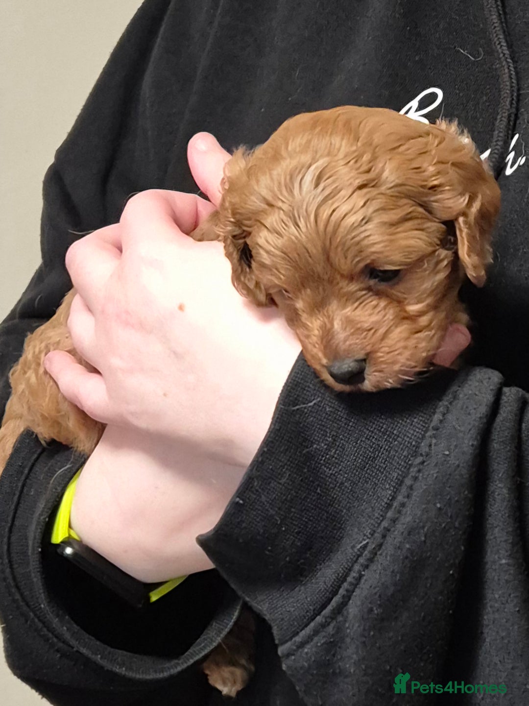 Cavapoo dogs for sale: Top quality Cavapoo pups from proven parents - Image 3