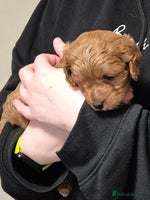 Cavapoo dogs - Advert 2