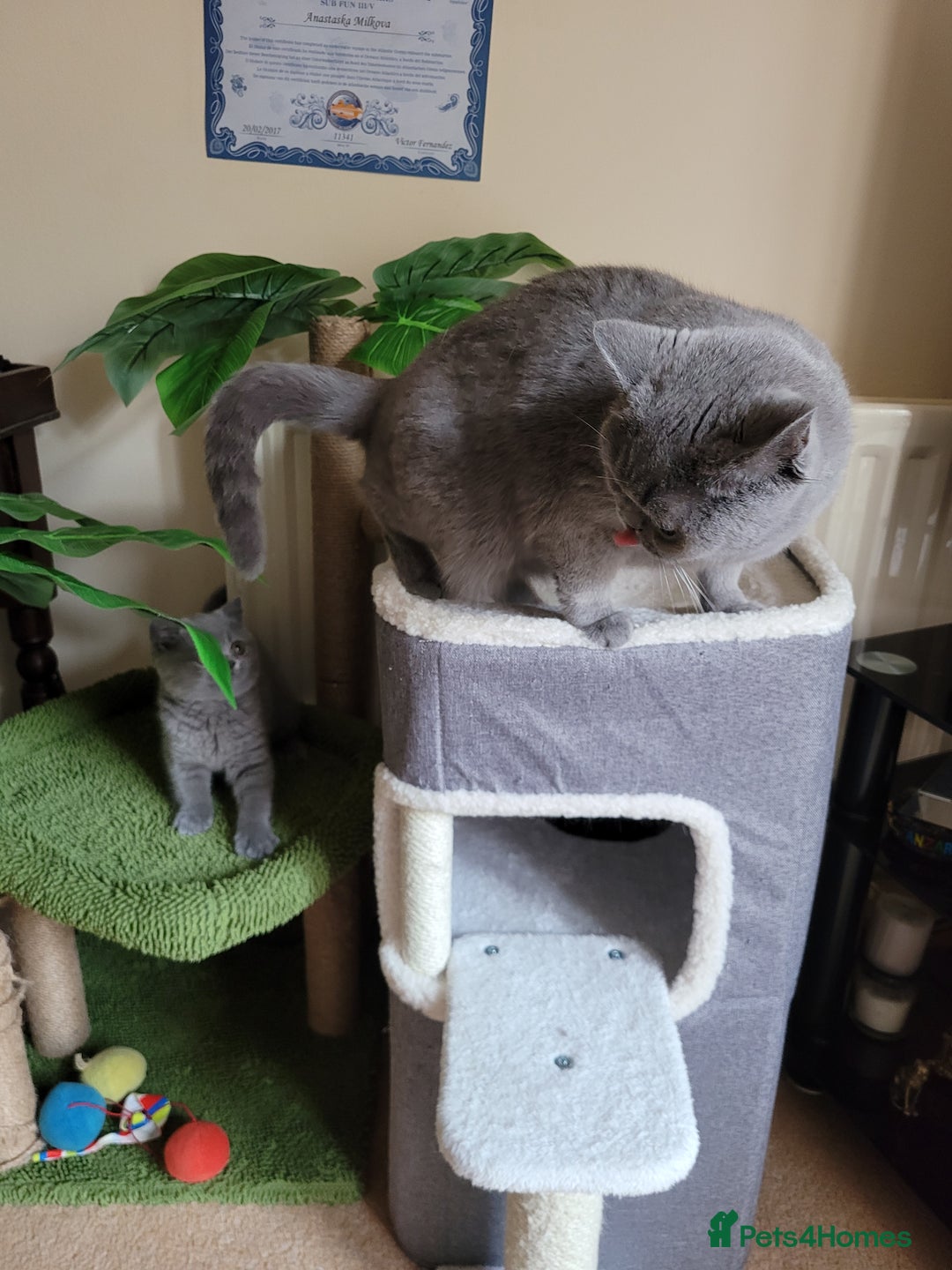 British Shorthair cats for sale: BRITISH SHORTHAIR KITTEN - Advert 7