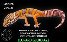 Leopard Gecko reptiles for sale: BABY LEOPARD GECKOS!! - Image 7