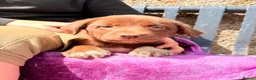 Borador dogs for sale: Beautiful Labrador x border collie pup  - Advert 3