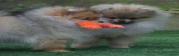 Pomeranian dogs for sale: ** STUNNING FEMALE POMERANIAN **  - Advert 7