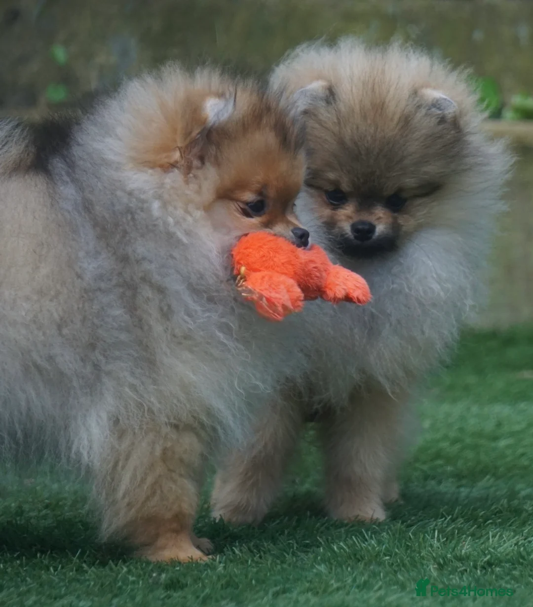 Pomeranian dogs for sale: ** STUNNING FEMALE POMERANIAN **  - Advert 7