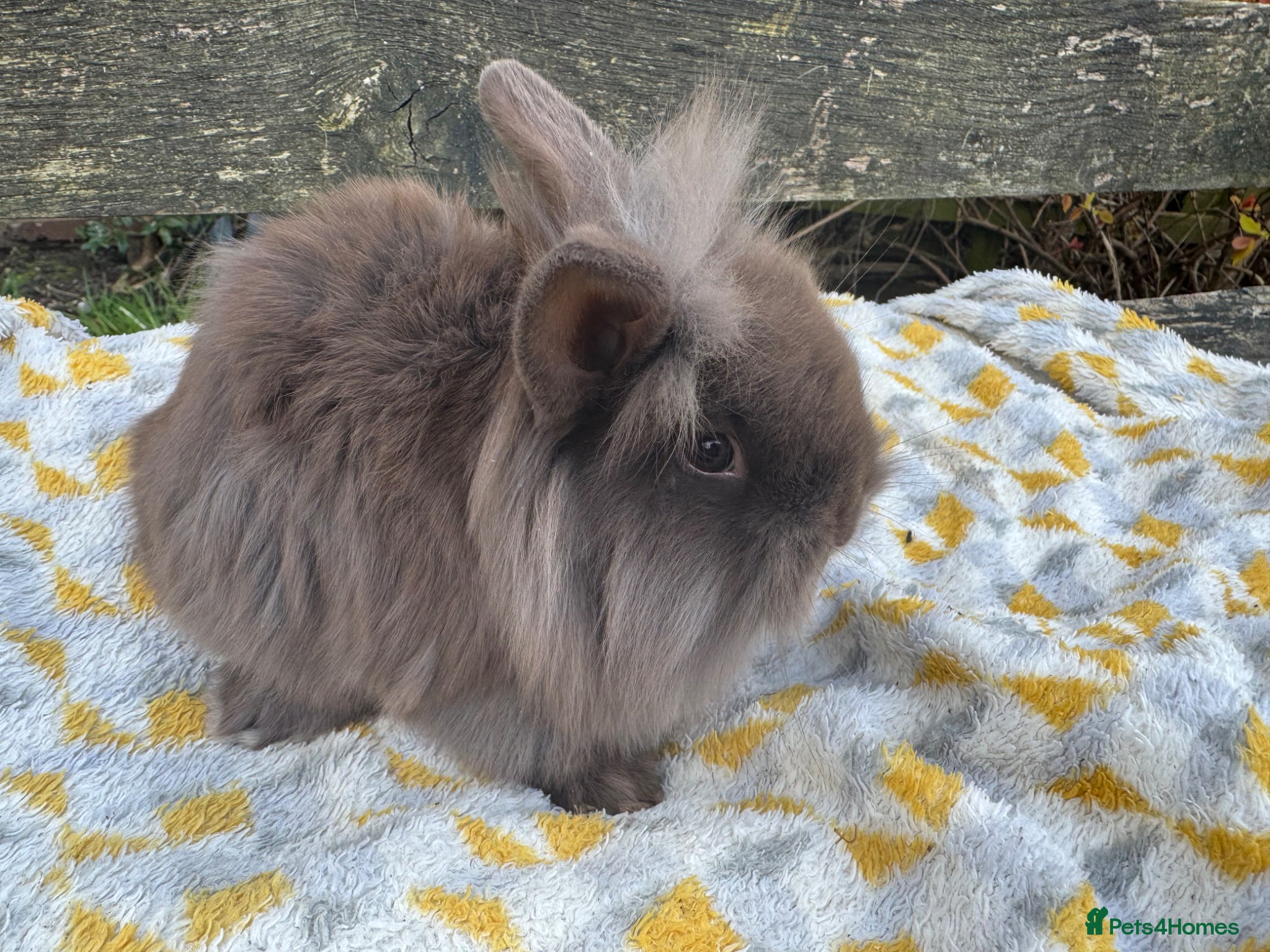 Mini Lop rabbits Beautiful  lionlops Ready now . 10 weeks olds  - Advert 2