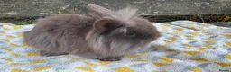 Mini Lion Lop rabbits for sale: Beautiful  lionlops Ready now . 10 weeks olds  - Advert 5