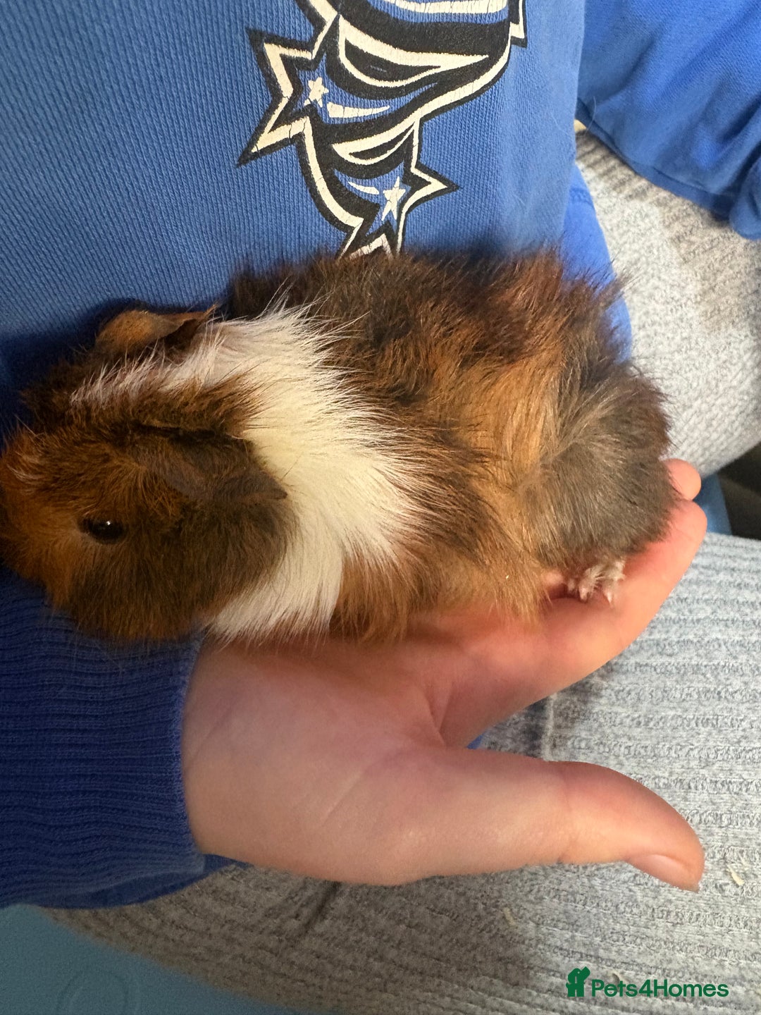 Guinea Pig rodents for sale: Female guinea pigs - Advert 3