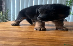German Shepherd dogs for sale: German Shepherd Pups for Sale  - Image 2