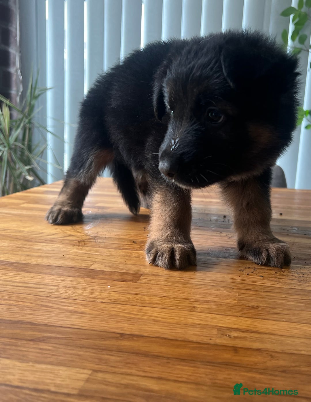 German Shepherd dogs for sale: German Shepherd Pups for Sale  - Image 2