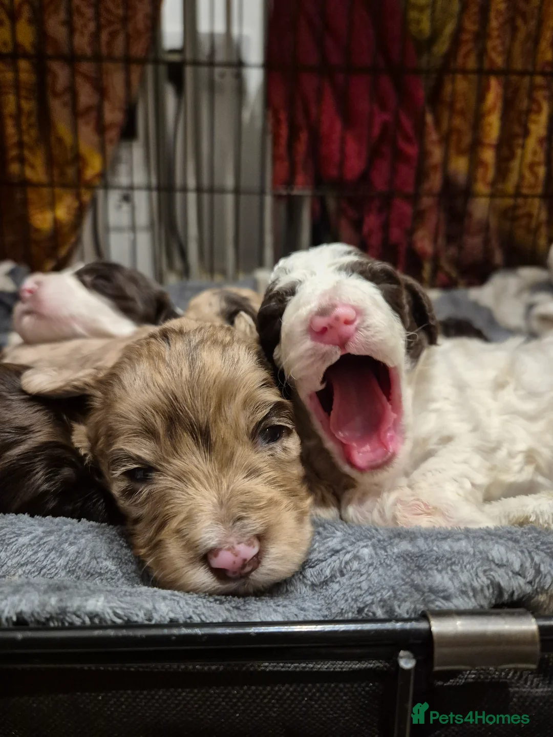 Cockapoo dogs for sale: Stunning F2B cockapoos - Advert 12