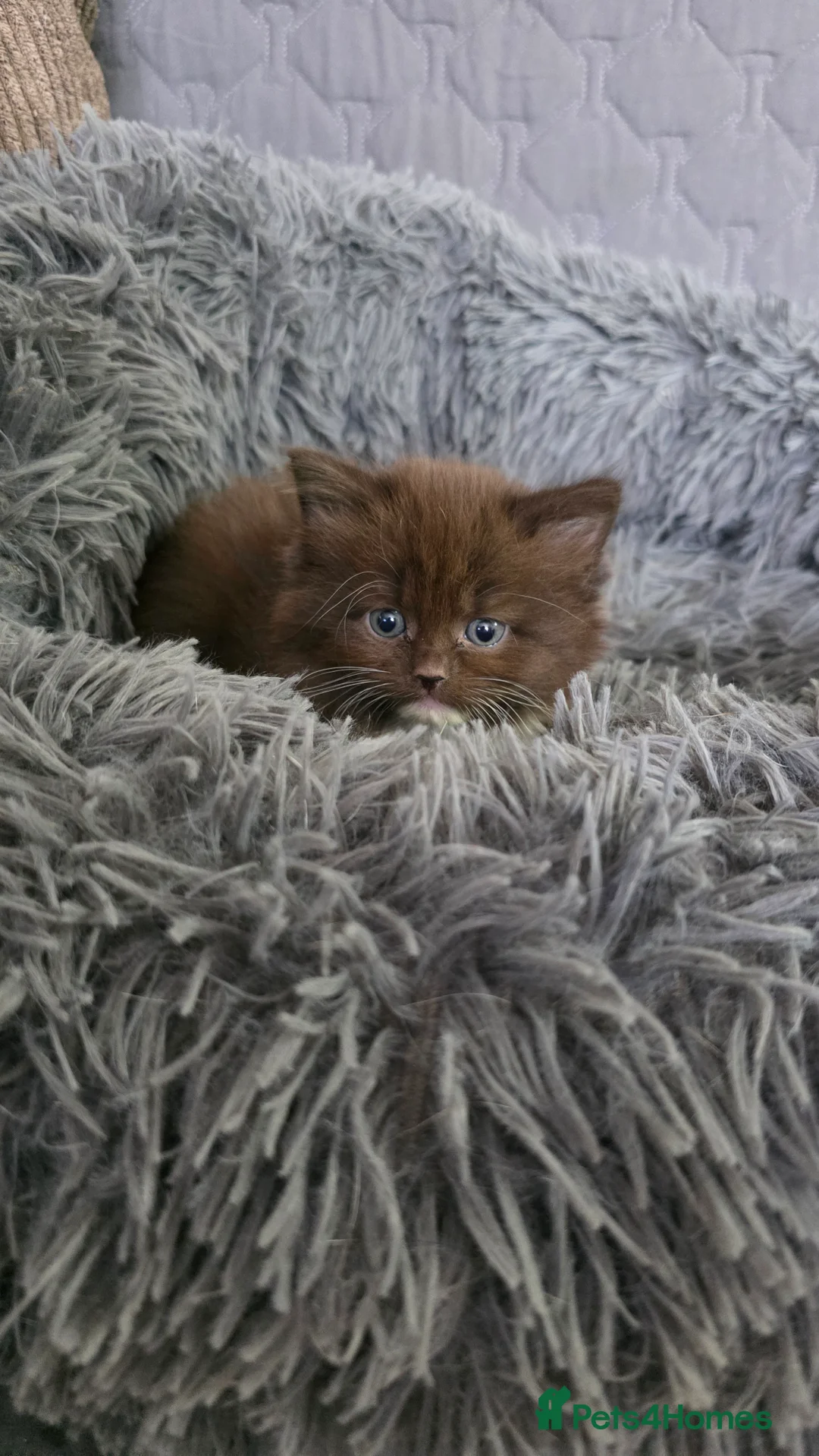 Ragdoll cats for sale: Ragdoll Mix Kittens Looking for Loving Homes - Advert 38