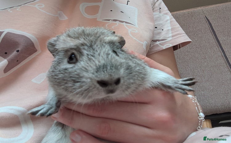 Guinea Pig rodents - Advert 5