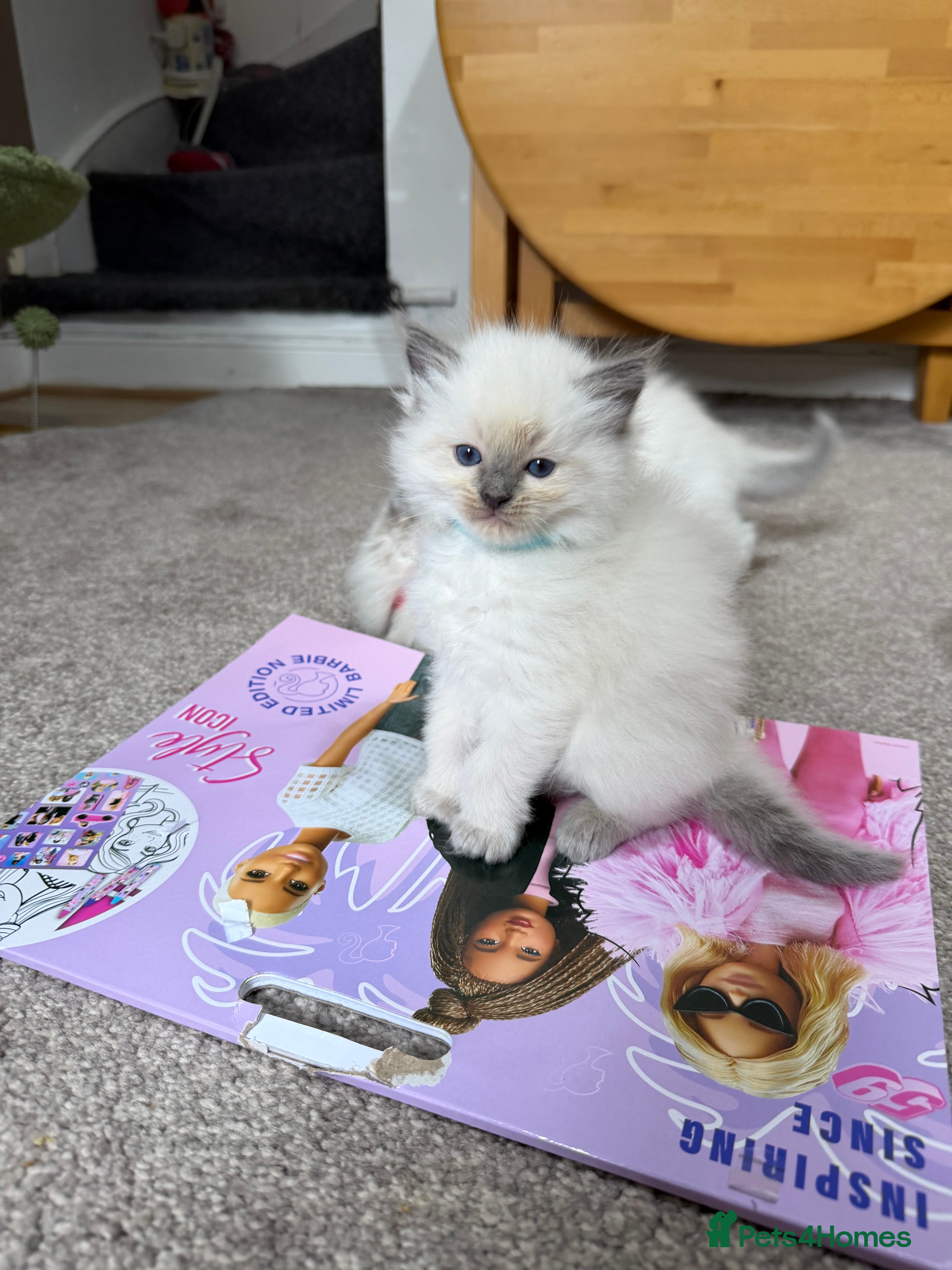 Ragdoll cats Ragdoll kittens - Advert 16