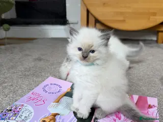 Ragdoll cats Ragdoll kittens - Advert 16