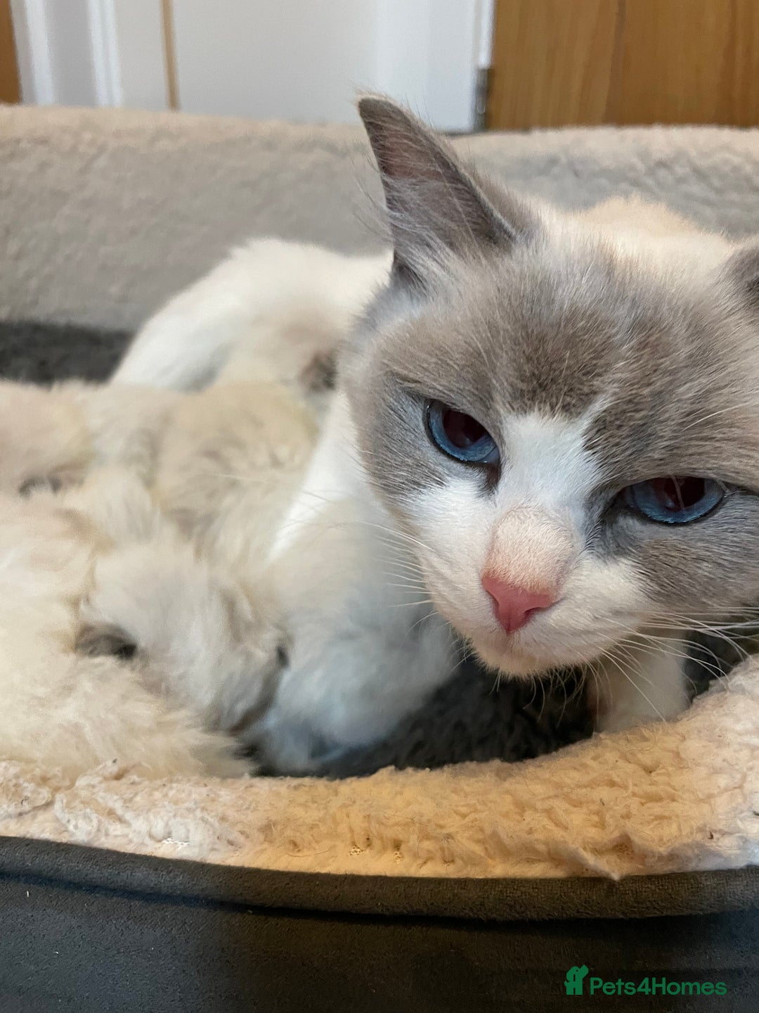 Ragdoll cats for sale: 2 beautiful retired queens  - Image 2