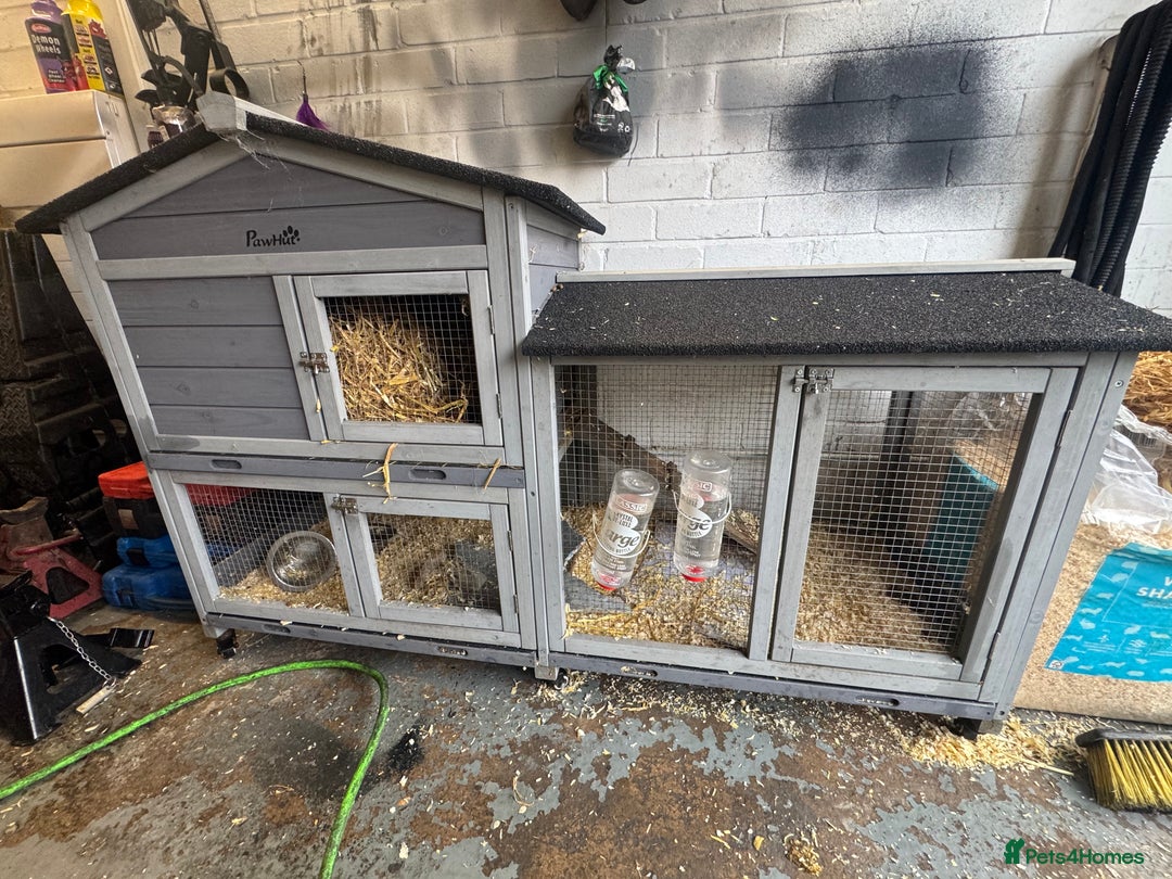 Ferret rodents for sale: Male ferret 2 year old  - Advert 3