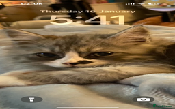 Ragdoll cats for sale: Kitten for sale last little boy - Image 4